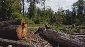 Best Tree Removal Services  in Three Rivers, CA